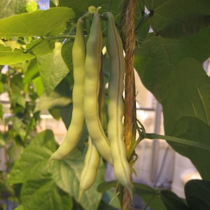 Fat Man Pole Bean (30 Seeds)