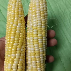 May include: Two ears of corn, showing a mix of yellow and white kernels. The corn is fresh, with some silk strands visible. The kernels are tightly packed, and the overall appearance suggests a harvest of sweet corn.