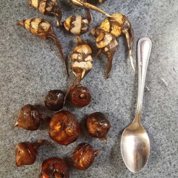 Edible Water Garden Collection - Native and Chinese Arrowhead (Sagittaria latifolia and S. trifolia), and Water Chestnut (Eleocharis dulcis)