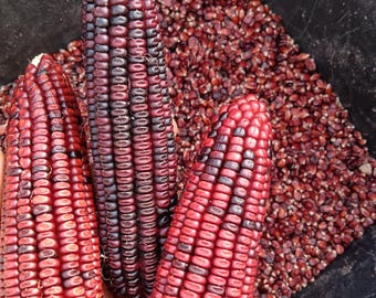 May include: Three ears of red and black corn are held in front of a bin filled with loose kernels. The corn has a deep red hue with dark purple and black kernels. The kernels are tightly packed on the cob.