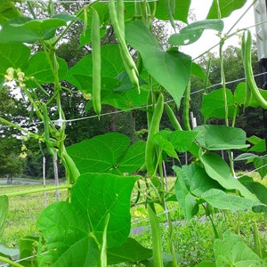 May include: Green bean plants growing on a trellis with green beans hanging down. The beans are long and slender, and the plants are lush and healthy.