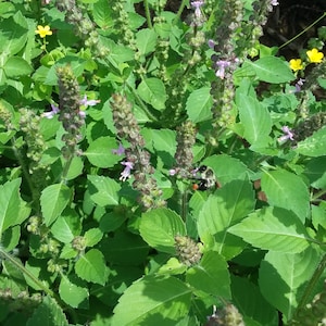Tulsi (Holy Basil) - Temperate (Ocimum africanum) (~300 Seeds)