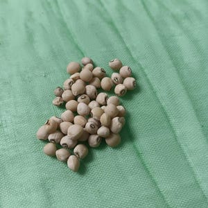 Grandpa McKay&#39;s Cream Pea Heirloom Southern Pea (50 Seeds)