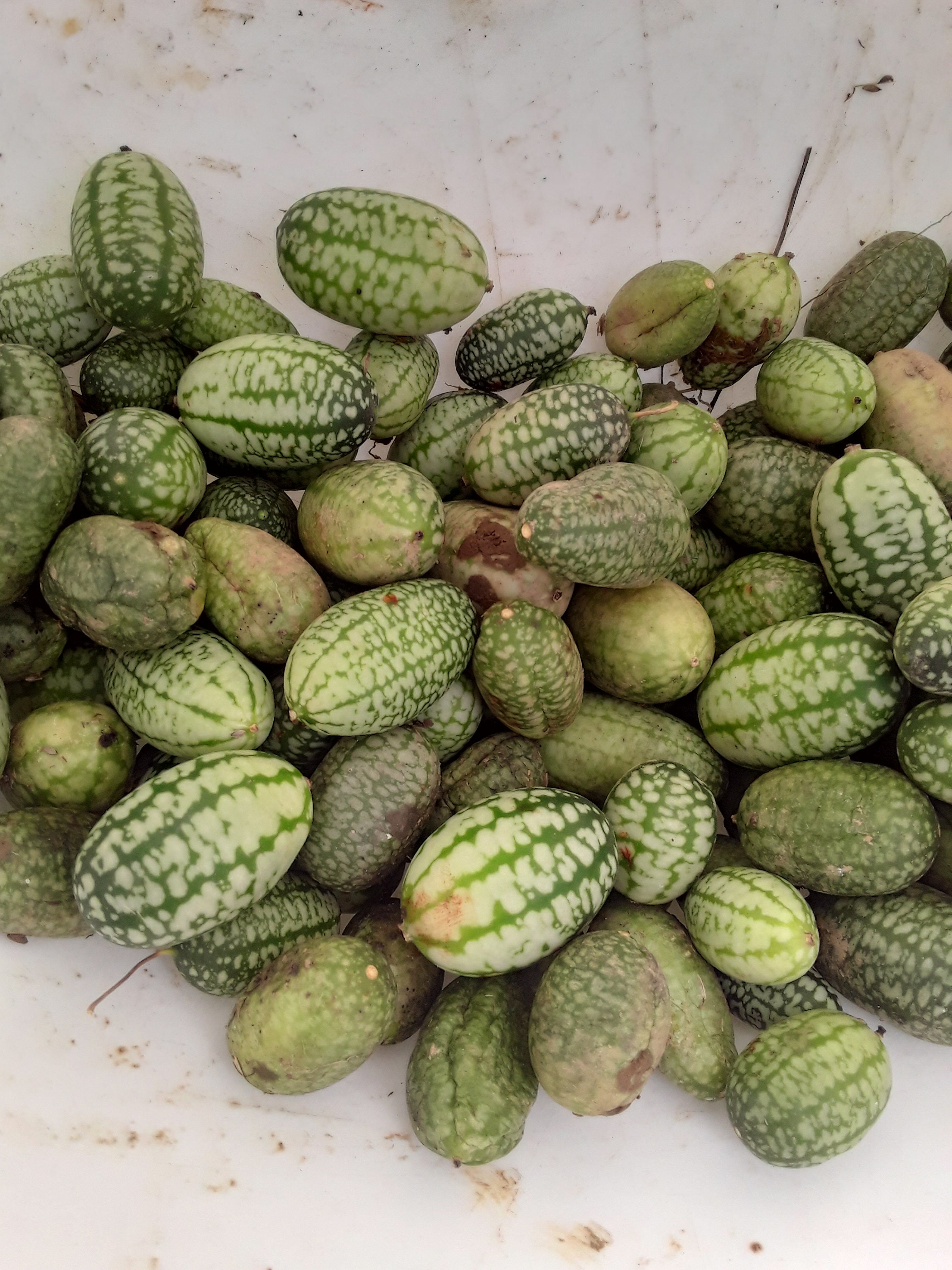 Mouse Melon (mexican Sour Gherkin) (30 Seeds) - Etsy
