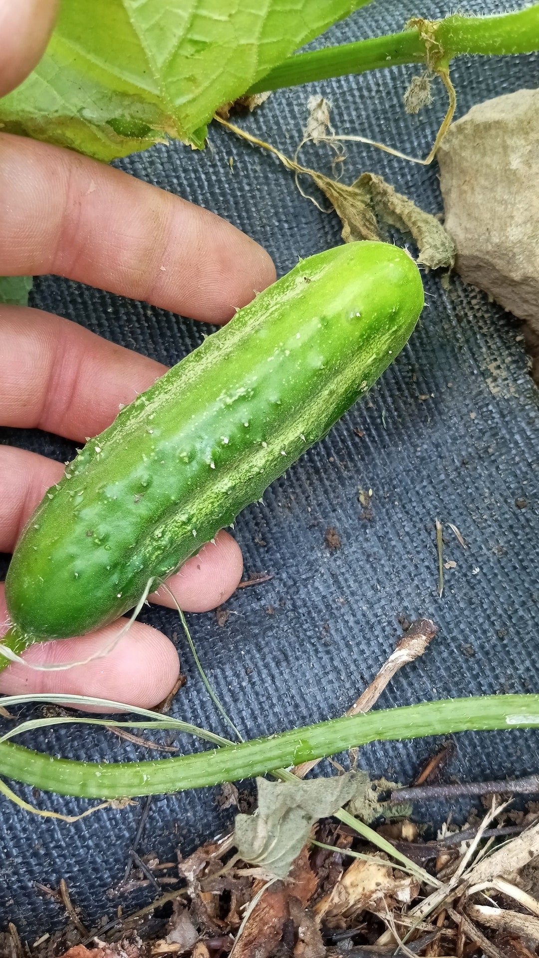 Sumter Pickling Cucumber Heirloom Seeds Etsy