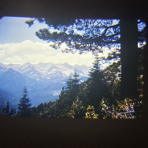 1950's Photo VINTAGE Found 35mm Sequoia Great Western Divide 1954 Original S2-62