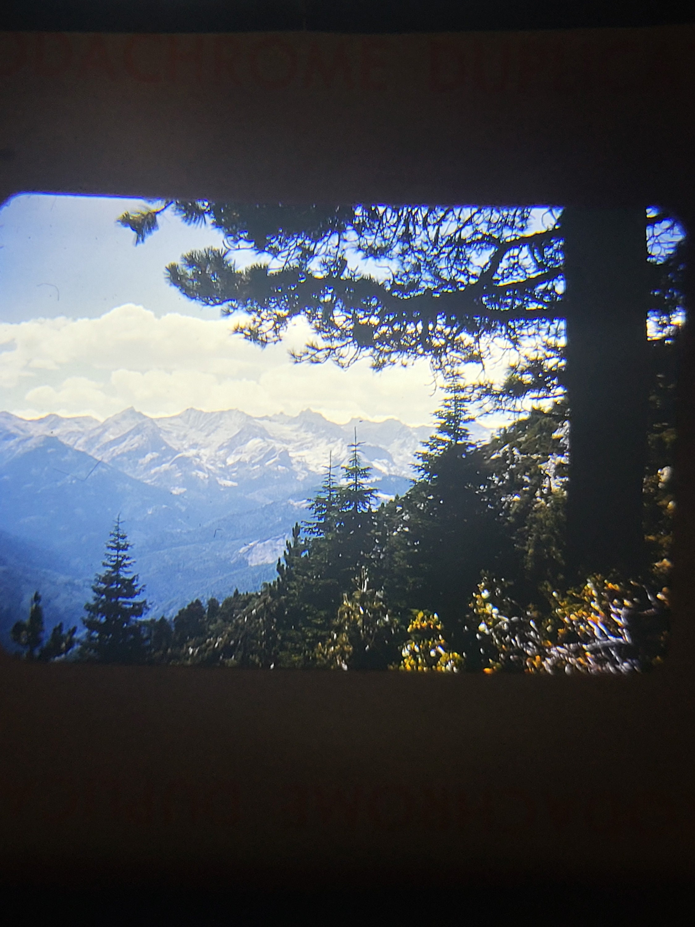 1950's Photo VINTAGE Found 35mm Sequoia Great Western Divide 1954 Original S2-62