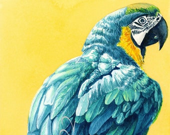 Guacamayo