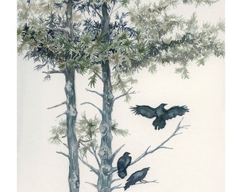 Pinos gemelos