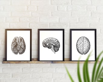 Trio of Anatomical Brains (individual/set of 3)