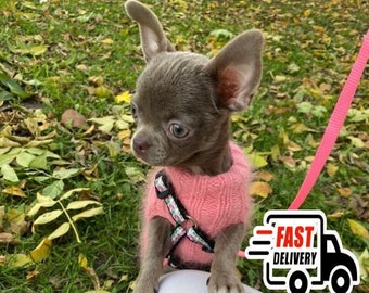 teacup maltese clothes