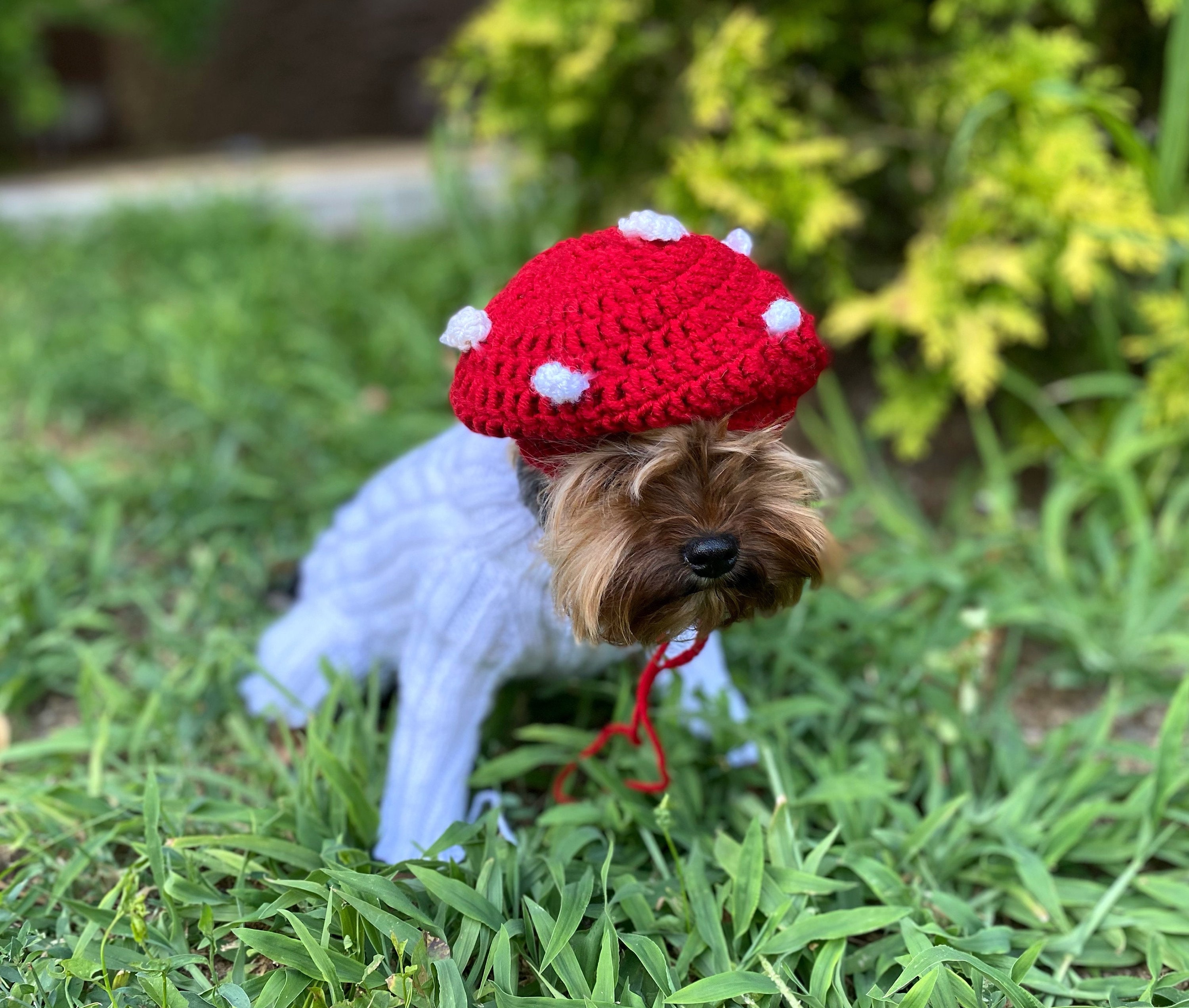 Mushroom hat Mushroom dog hat owner and dog matching / Dog Etsy