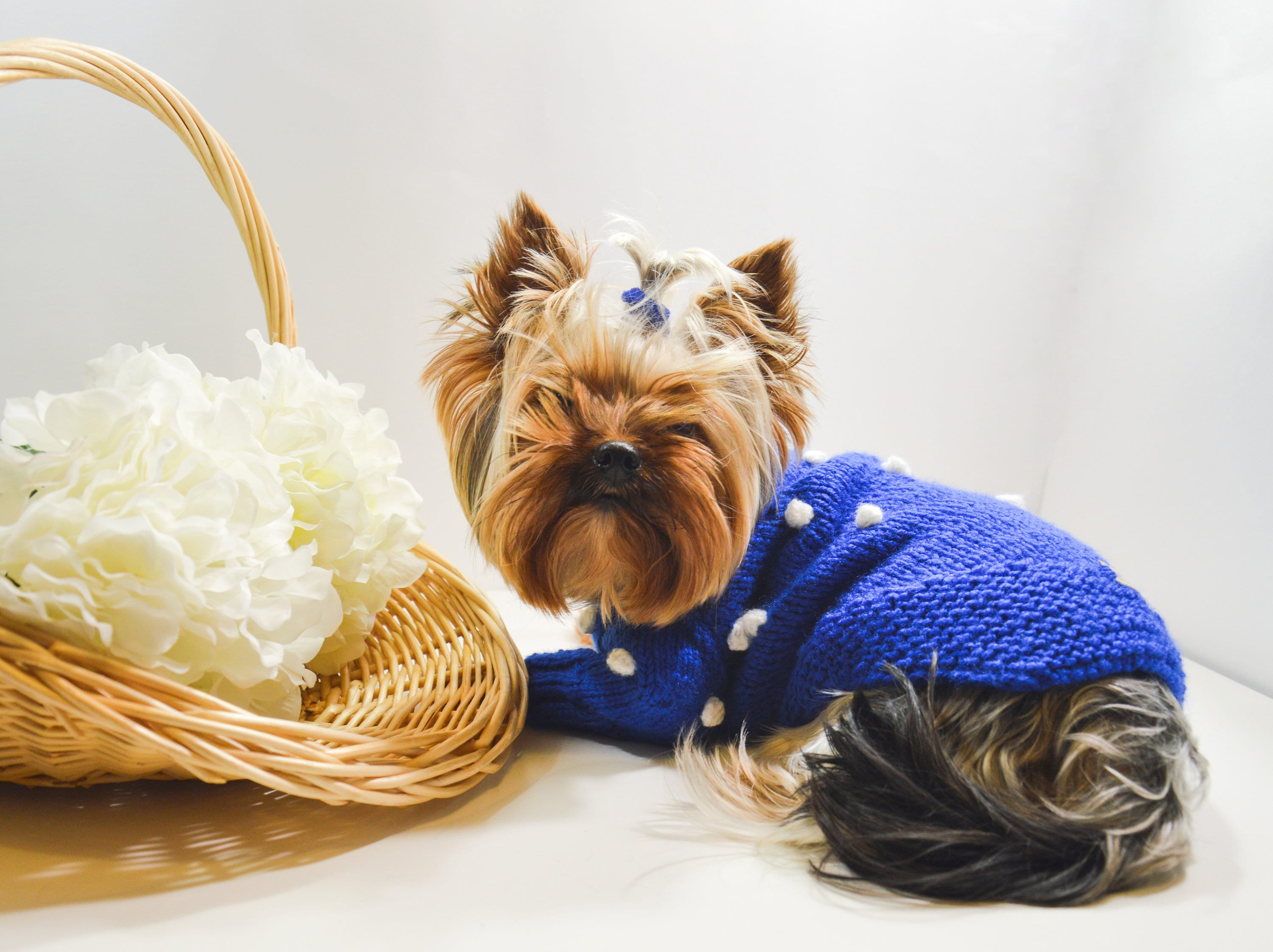 Xs dog coat / XS dog sweater / Puppy sweater for small dog / Etsy