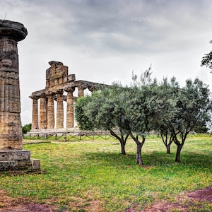 Digital Download Wall Art Photography. Greek temple with olive trees in Paestum, Italy, a UNESCO World Heritage Site. You print.
