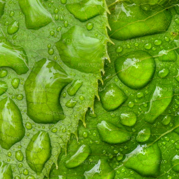 Digital Download Wall Art Photography. Green Leaves wet with rain drops. Closeup. Abstract Macro. You Print.