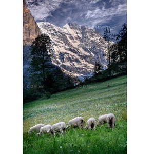 Téléchargement numérique Wall Art Photography. Moutons broutant dans les Alpes suisses dans la région de Jungfrau dans la vallée de Lauterbrunnen. Vous imprimez.