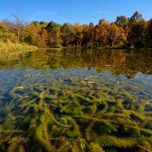 Digital Download Wall Art Photography. Lake with aquatic plants, Eurasian milfoil (Myriophyllum spicatum). Deep perspective. You print.