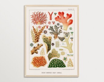 vintage Coral Art Print n ° 04 | Décor mural de crustacés | millésime Poster