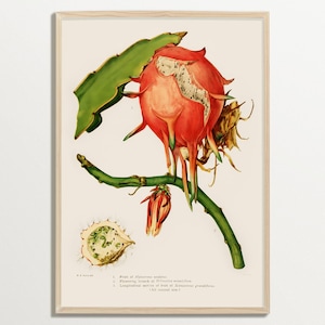 Kaktus Print, Vintage Wandkunst, Botanisches Poster, Boho Wandkunst