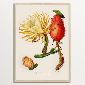 Vintage Kaktus Druck, Vintage Wandkunst, Botanische Illustration, Sukkulente Wandkunst