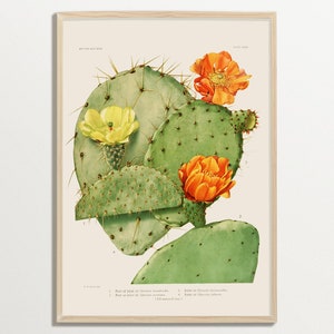 Vintage Kaktus Druck, Boho Wandkunst, Botanische Illustration, Vintage Wandkunst