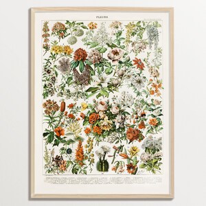 Vintage Botanical Print – Adolphe Millot Fleurs | Cottagecore Decor | Vintage Poster | Wildflower Print