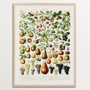 Obst Druck, Obst Poster, Adolphe Millot, Cottagecore Dekor