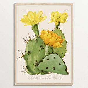 Kaktus Print, Sukkulenten Wandkunst, Botanische Illustration, Vintage Wandkunst