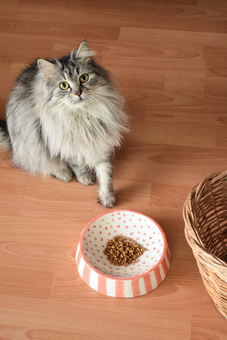 May include: A fluffy gray cat looking at a pink and white ceramic bowl with brown cat food. The bowl has a heart pattern and is sitting on a wooden floor.