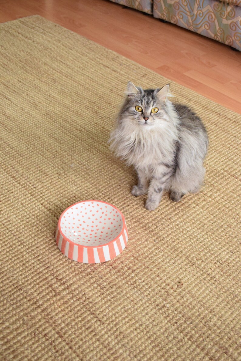 May include: A gray and white cat sits on a beige rug looking at the camera. A pink and white ceramic pet bowl with a heart pattern is on the rug in front of the cat.
