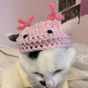 Axolotl Crochet Hat for cat or small dog (cat accessories, small animal accessories, pet hat costume, cat hat, cat gifts, knitted, yarn)