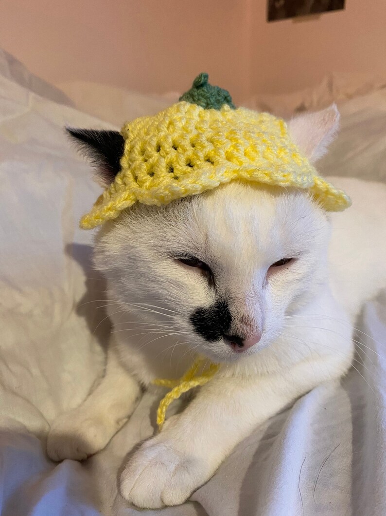 Flower Hat Crochet Hat for Cat or Small Dog cat Accessories Etsy