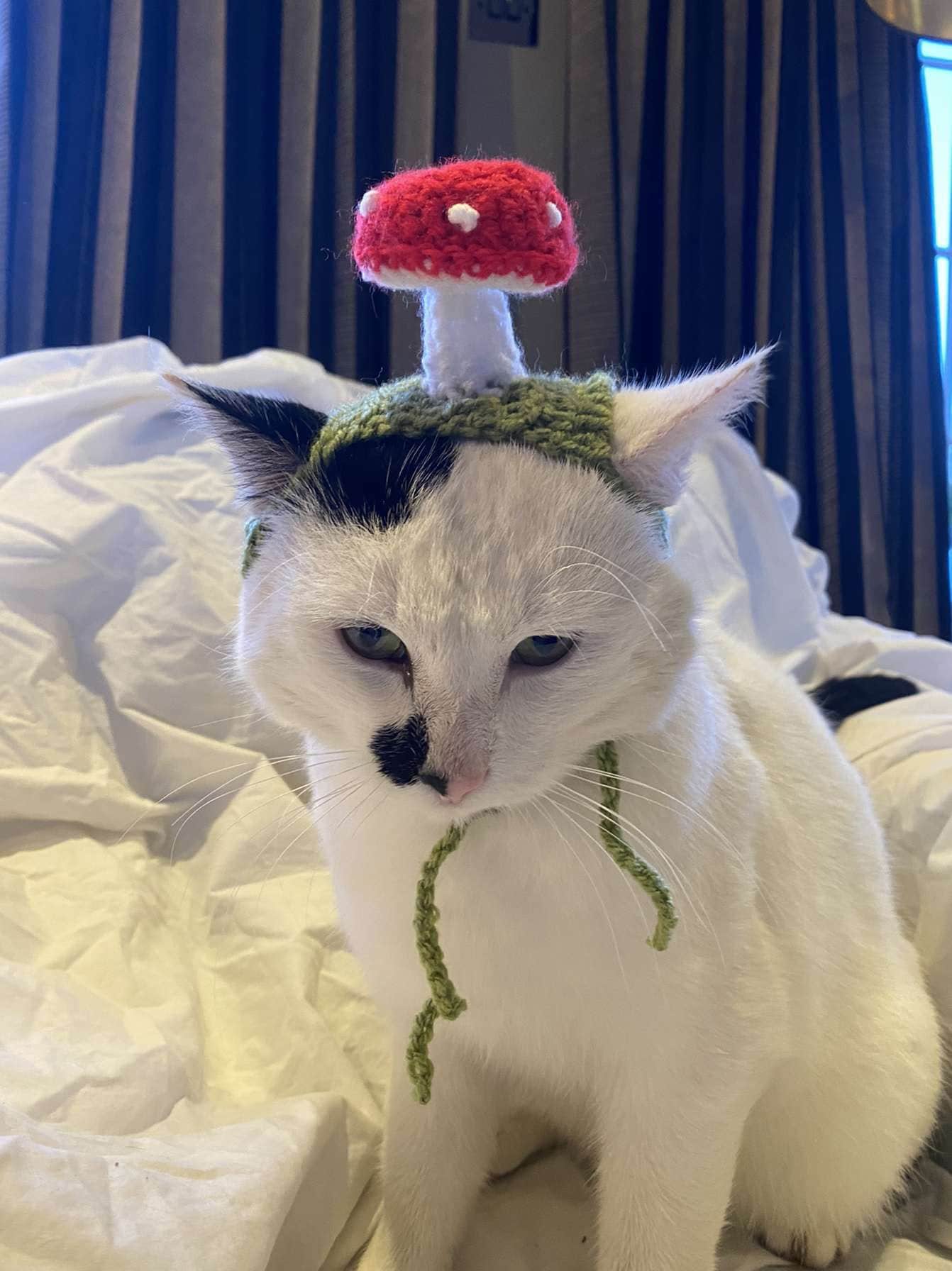 Mushroom Crochet Hat for Cat or Small Dog cat Accessories Etsy Canada