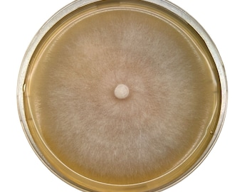 Colonised Mushroom Mycelium Agar Plates /petri dish (Allow 2-4 weeks)