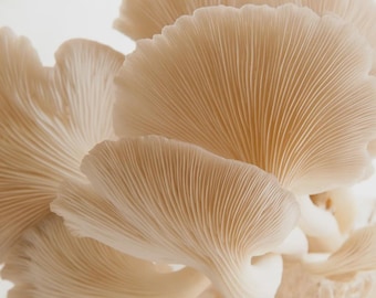Phoenix Oyster 20 ml