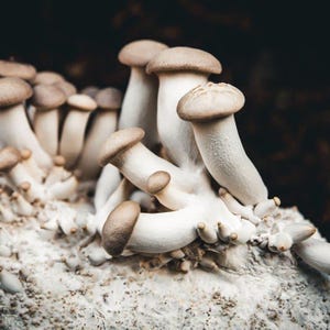 May include: A close-up shot of oyster mushrooms. The mushrooms have light brown caps and thick, white stems. They are growing on a light-coloured, textured substrate, with a dark background.