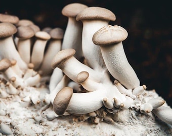 King Oyster | Pleurotus eryngii | Mushroom Grow Kit- Spray and Grow - 3kg