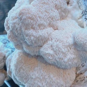May include: A cluster of off-white Lion's Mane mushrooms featuring a dense, shaggy, and icicle-like texture. The fungus displays a rounded, globular shape with soft, cascading spines that cover the entire surface of the mushroom fruiting body.
