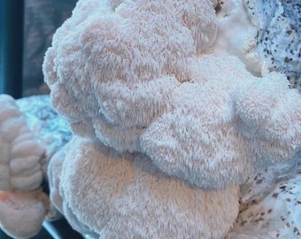May include: A cluster of off-white Lion's Mane mushrooms featuring a dense, shaggy, and icicle-like texture. The fungus displays a rounded, globular shape with soft, cascading spines that cover the entire surface of the mushroom fruiting body.