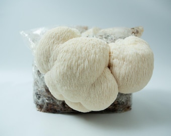 Lion's Mane Mushroom Grow Kit | Mushroom Grow Kit- Spray and Grow - 3kg