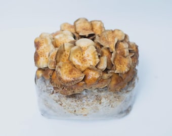 Nameko 20 ml