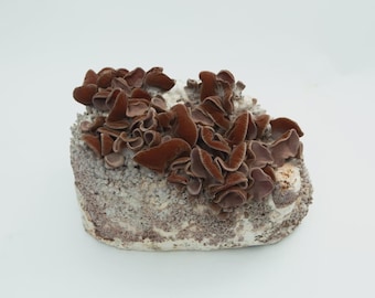 Oreille de bois 20 ml