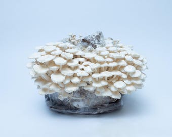 Enoki 20 ml