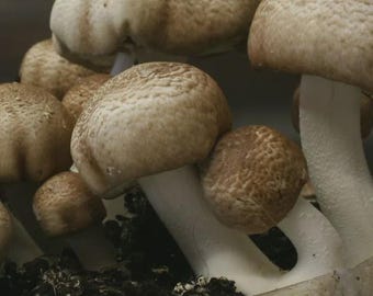 Champignons aux amandes 20 ml
