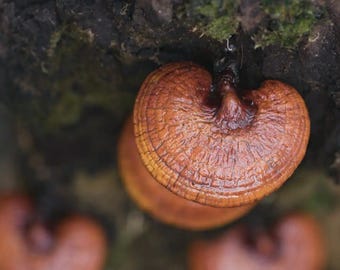 Reishi 20 ml