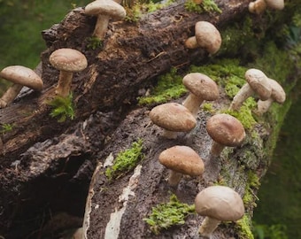 Shiitake – 3782 20ml