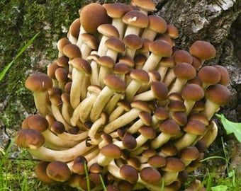 Swordbelt | Piopinno | Mushroom Grow Kit- Spray and Grow - 3kg