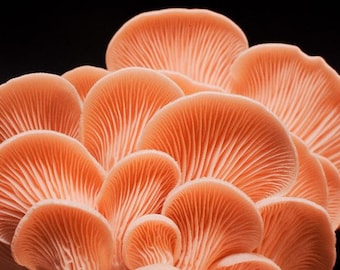 Pink Oyster | Pleurotus djamor | Mushroom Grow Kit- Spray and Grow - 3kg