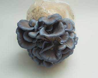 Huître bleue frisée 20 ml