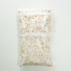 GRAIN SPAWN 300g mycelium mushroom Culture- Multiple species.